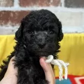 トイプードル(トイ)