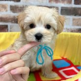 マルプー(マルチーズ×トイプードル)