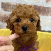 トイプードル(トイ)