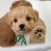 チワプー(トイプードル×チワワ)【大分県・男の子・2025年1月19日・アプリコット&ホワイト】の写真1「やぁ❣️」