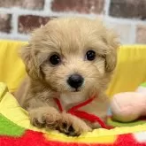 チワプー(ティーカッププードル×チワワ)【大分県・女の子・2025年8月15日・クリーム】の写真1