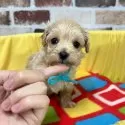 マルプー(マルチーズ×トイプードル)【大分県・男の子・2025年10月30日・アプリコット】の写真12