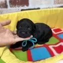 チワプー(チワワ×トイプードル)【大分県・男の子・2025年10月10日・ブラック(胸に一部白い毛有)】の写真4