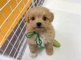チワプー(トイプードル×チワワ)【大分県・男の子・2025年1月19日・アプリコット&ホワイト】の写真3