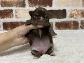 チワワ(ロング)【・女の子・2023年5月21日・チョコレート＆タン】「おちび時代のにいな💕」
