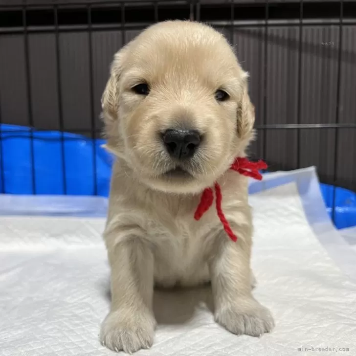 ID：2407-03943の子犬