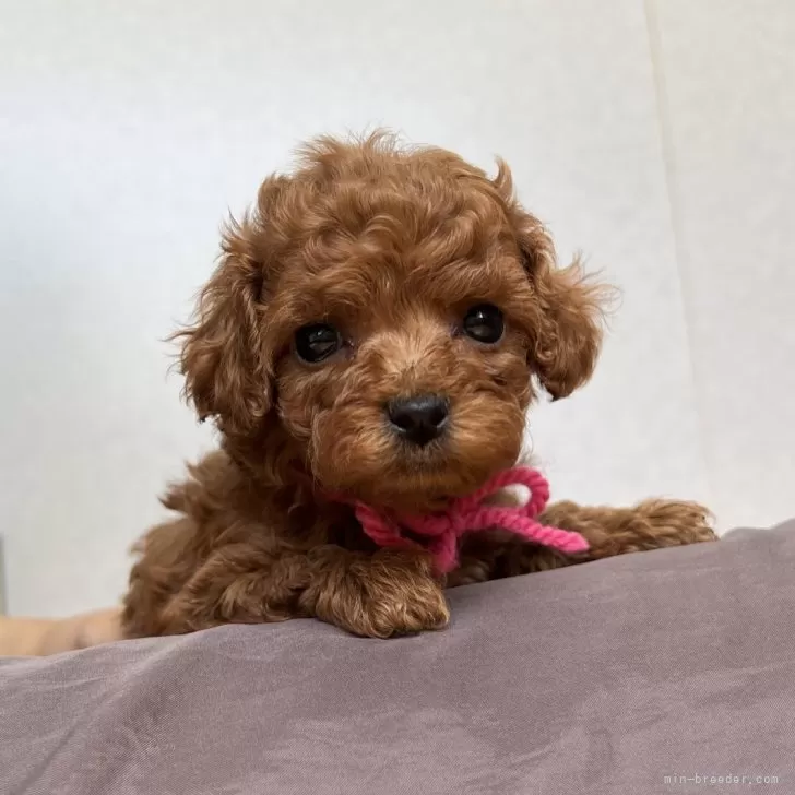 ID:2408-04928の子犬