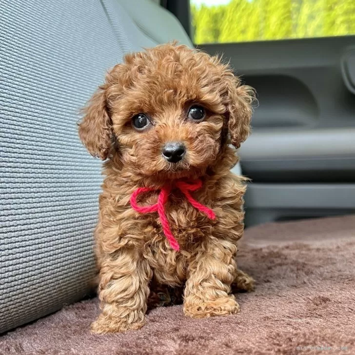 ID：2406-05242の子犬