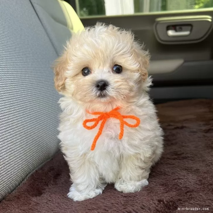 ID:2407-03437の子犬