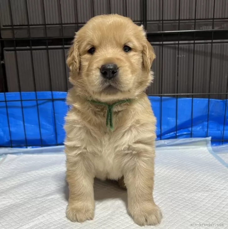 ID：2407-03792の子犬