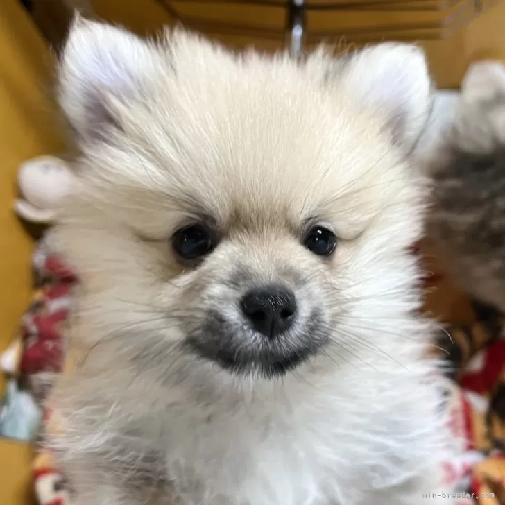 ID:2403-05753の子犬