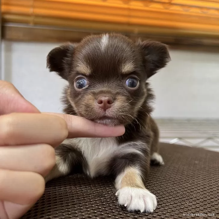 ID：2407-05515の子犬