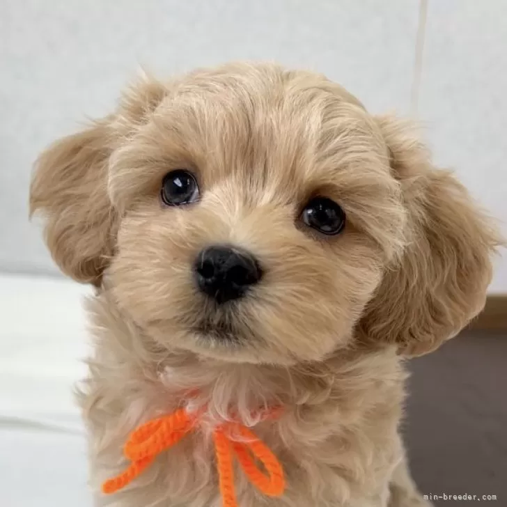 ID：2312-01558の子犬