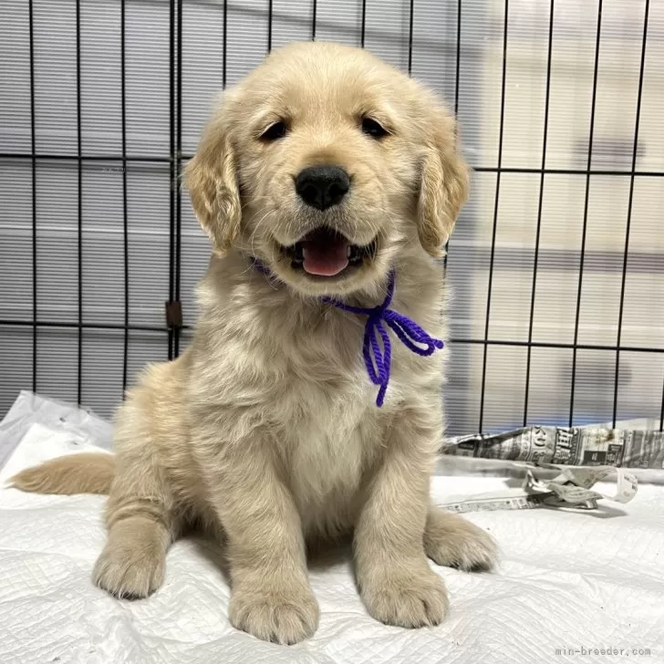 ID:2403-01324の子犬