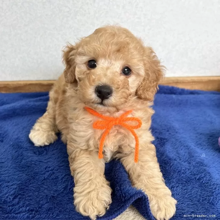 ID:2405-05331の子犬