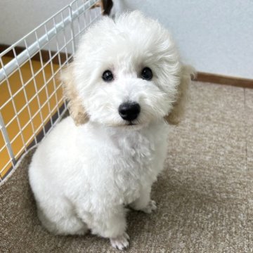 トイプードル(トイ)【大分県・男の子・2024年1月2日・クリーム(ほぼホワイト)】の写真「いつも傍にいたい甘えん坊さん💓【名前】ブランくん」