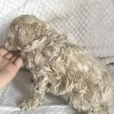 トイプードル(トイ)【大分県・男の子・2023年11月29日・クリーム】の写真2