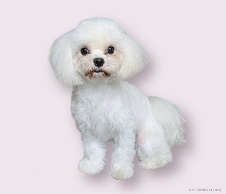 マルチーズ【・男の子・2023年5月12日・ホワイト】