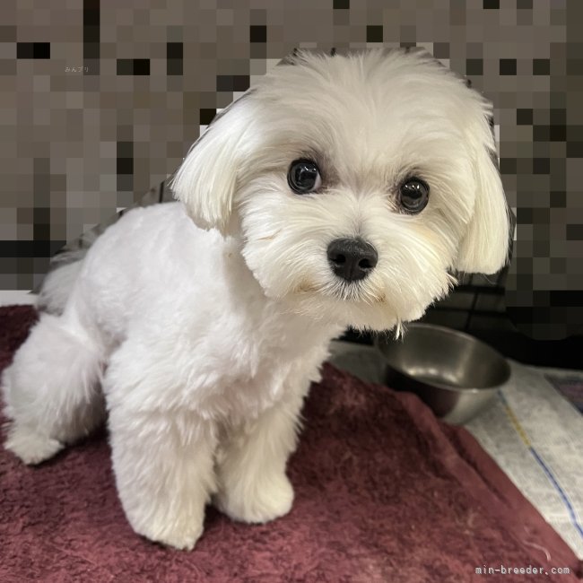 マルチーズ【・男の子・2022年4月10日・ホワイト】「クリクリお目目がチャームポイント💓」