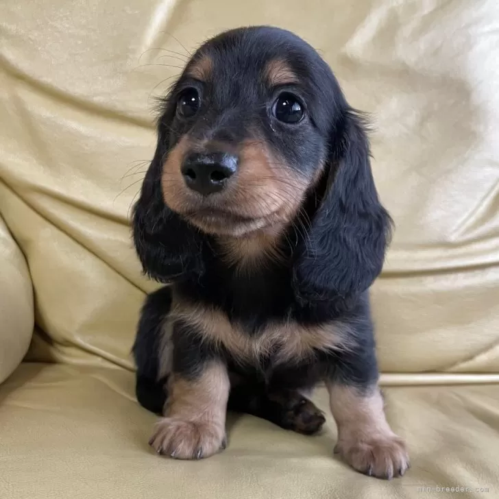 まさ 様のお迎えした子犬