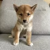 豆柴