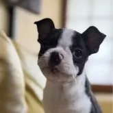 ボストンテリア【愛知県・女の子・2024年8月17日・ボストンカラー】の写真1