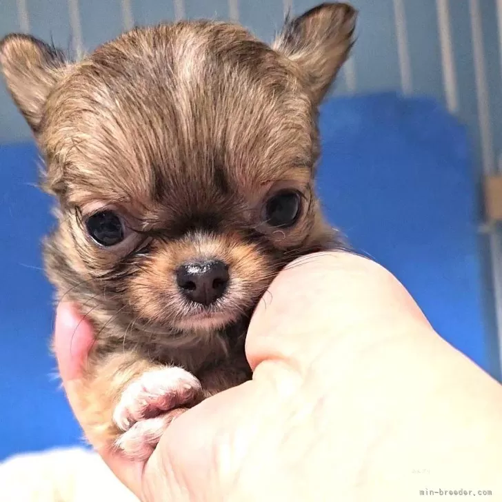 ID：2502-04046の子犬