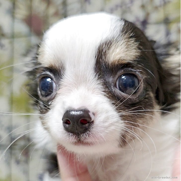 ブリーダー画像