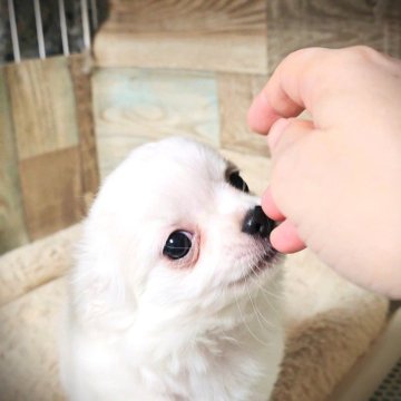 チワワ(ロング)【埼玉県・男の子・2024年11月9日・ホワイトクリーム】の写真「ふわふわ💖お鼻の短いイケメン王子」