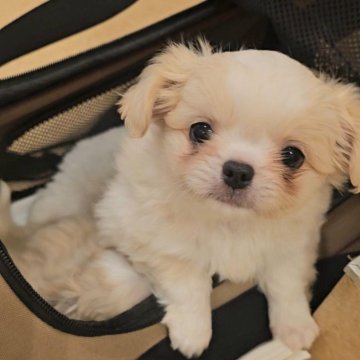 ミックス(チワワ×ペキニーズ)【埼玉県・男の子・2025年1月23日・クリームホワイト】の写真「可愛すぎる最強MIX💖チワワ✖ペキニーズ💖」