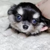 チワワ(ロング)