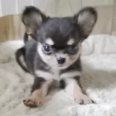 チワワ(ロング)