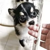 チワワ(ロング)