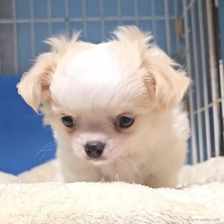 ID：2407-01311の子犬