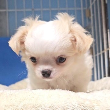 チワワ(ロング)【埼玉県・男の子・2024年5月13日・ホワイトクリーム】の写真「ふわふわ💖お鼻の短いイケメン王子」