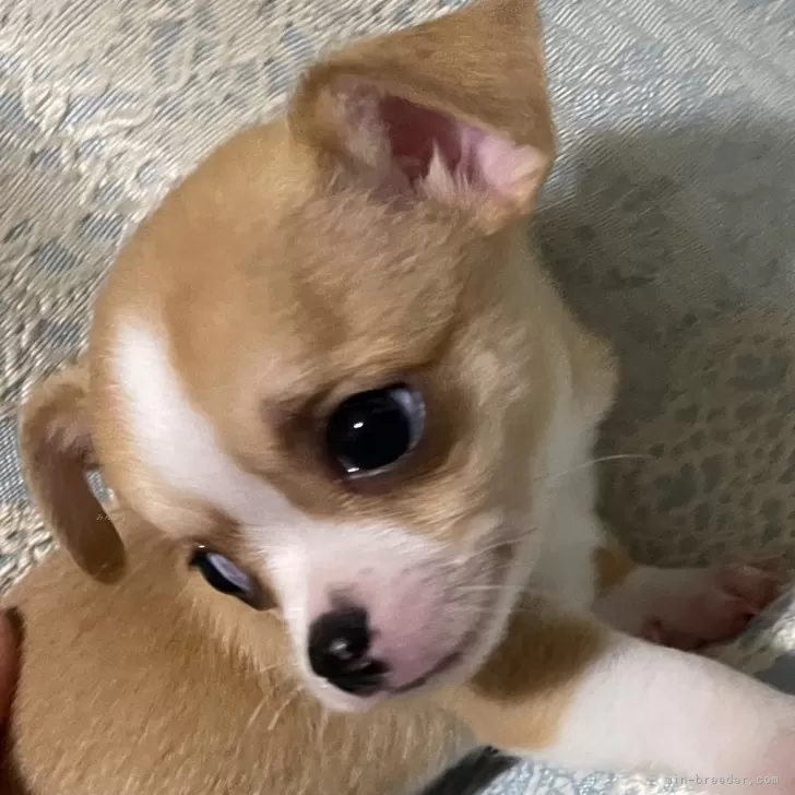 ID:2412-05686の子犬