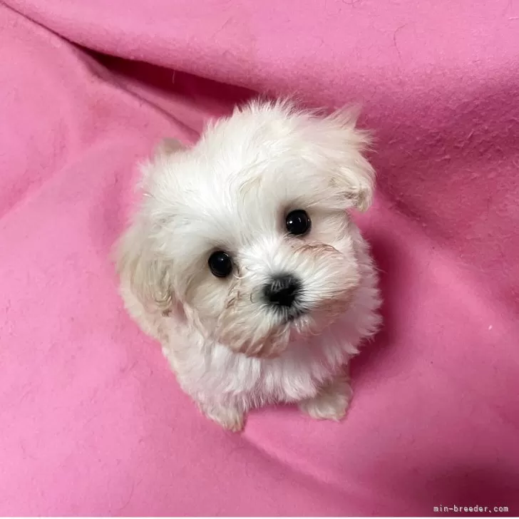 ID:2505-07862の子犬