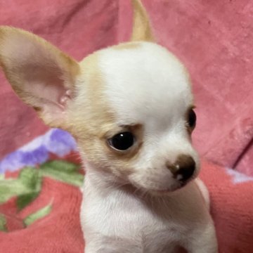 チワワ(スムース)【茨城県・男の子・2025年6月10日・ホワイト&クリーム】の写真「元気で活発な男の子です」