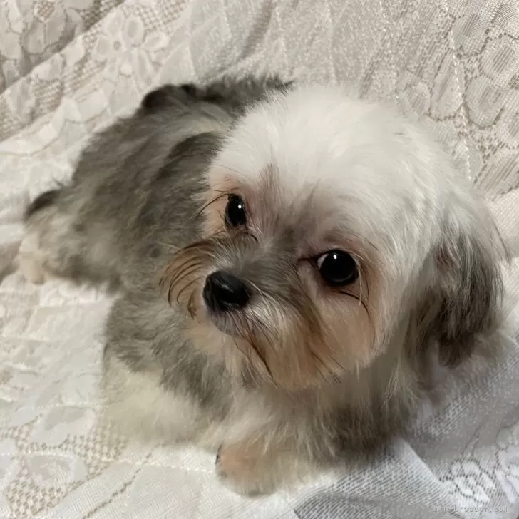 えぐっちゃん 様のお迎えした子犬