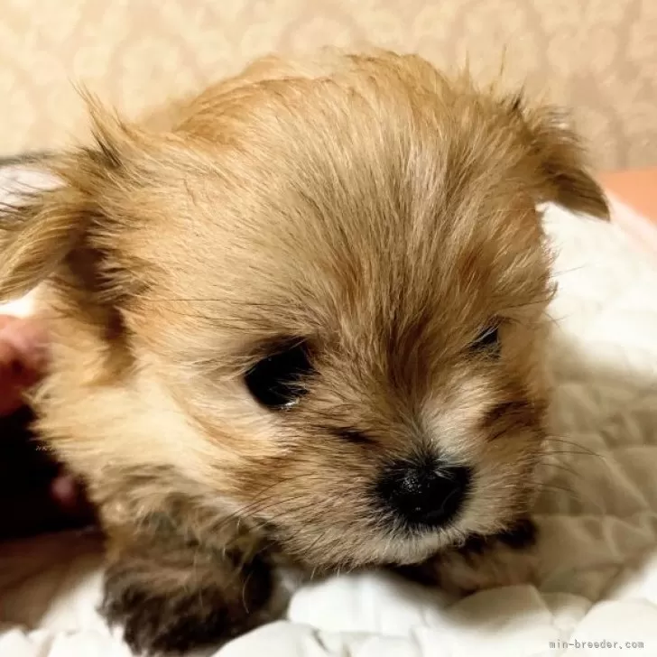 ID：2312-03716の子犬