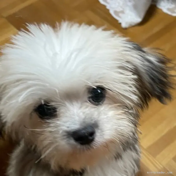 ID:2307-01661の子犬