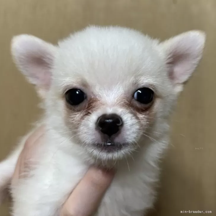 ID：2507-07513の子犬