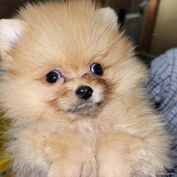 ID：2507-09343の子犬