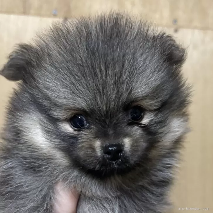 ポメラニアン【静岡県・男の子・2025年10月15日・ウルフセーブル】の写真1