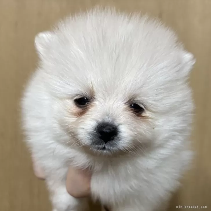 ポメラニアン【静岡県・女の子・2025年10月6日・クリーム】の写真1