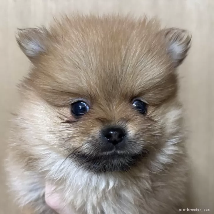 ID:2502-02764の子犬