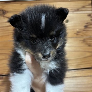 シェットランドシープドッグ【静岡県・女の子・2025年10月4日・トライ】の写真「可愛い女の子♥️」