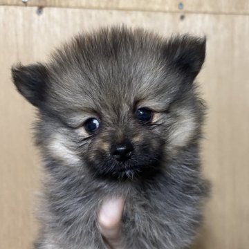 ポメラニアン【静岡県・女の子・2025年10月15日・ウルフセーブル】の写真「可愛い女の子♥️12月14日まで見学可能」