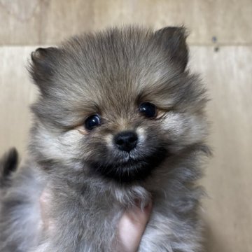 ポメラニアン【静岡県・女の子・2025年9月25日・オレンジセーブル】の写真「可愛い女の子♥️11月23日まで見学可能」