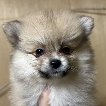 ポメラニアン【静岡県・女の子・2025年10月6日・クリームセーブル】の写真「可愛い女の子♥️12月7日まで見学可能」